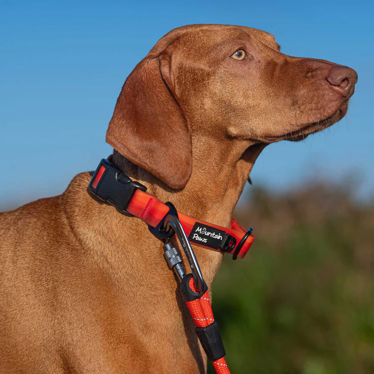 Mountain Paws Rope Dog Lead, Orange