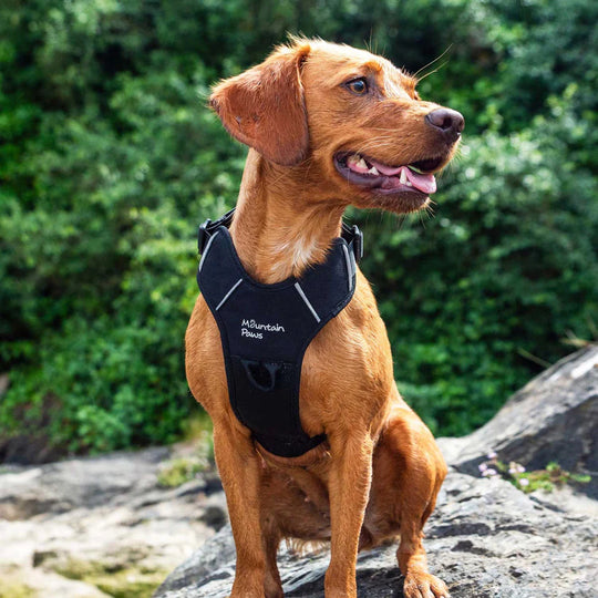 Mountain Paws Dog Harness, Large, Black
