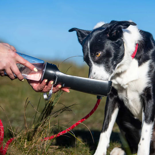 Mountain Paws Folding Dog Water Bottle