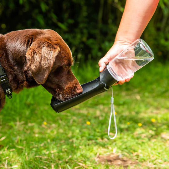 Mountain Paws Folding Dog Water Bottle