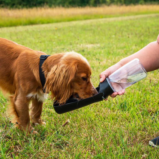 Mountain Paws Folding Dog Water Bottle