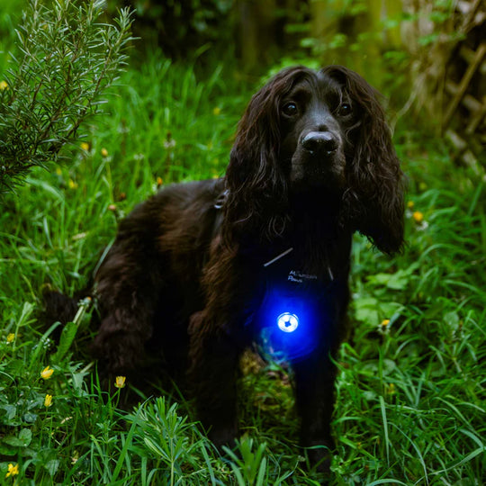 Mountain Paws Rechargeable Dog Safety Light