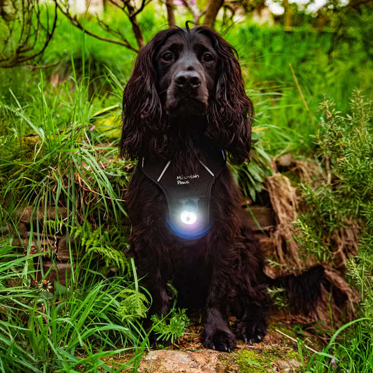 Mountain Paws Rechargeable Dog Safety Light