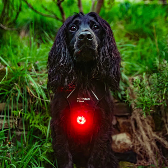 Mountain Paws Rechargeable Dog Safety Light