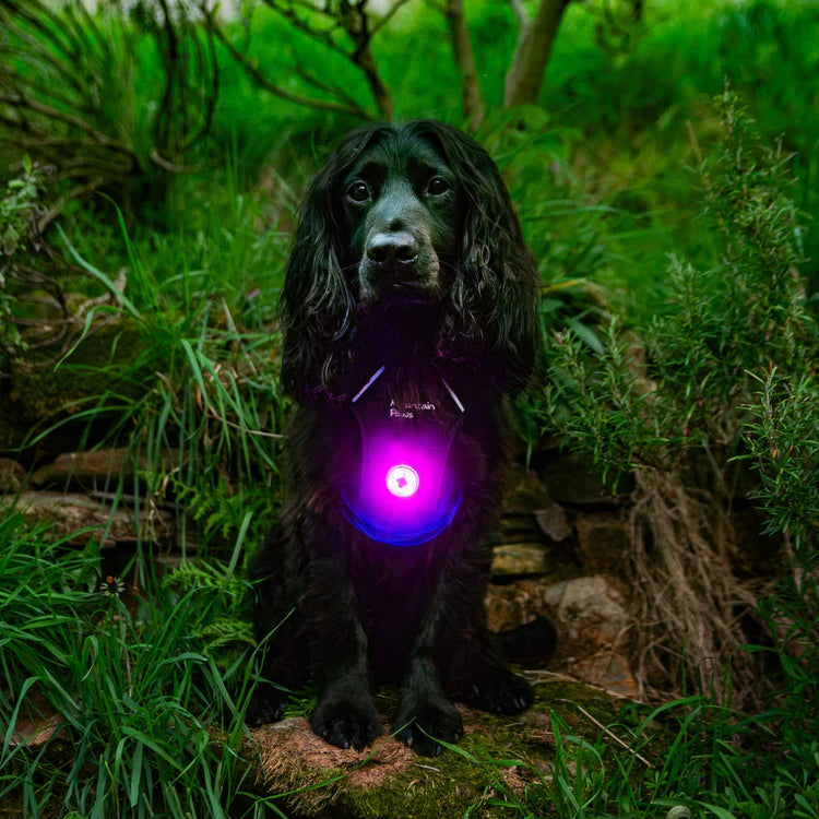 Mountain Paws Rechargeable Dog Safety Light